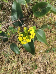 Stigmaphyllon emarginatum