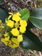 Stigmaphyllon emarginatum