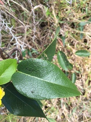 Stigmaphyllon emarginatum