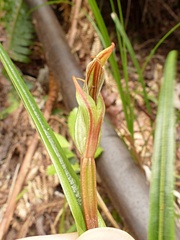 Pterostylis irsoniana