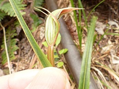 Pterostylis irsoniana