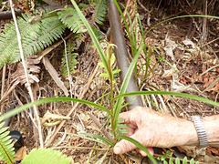 Pterostylis irsoniana