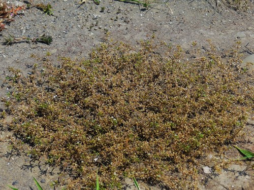 Image of Trigastrotheca stricta by no rights reserved