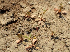 Trigastrotheca stricta