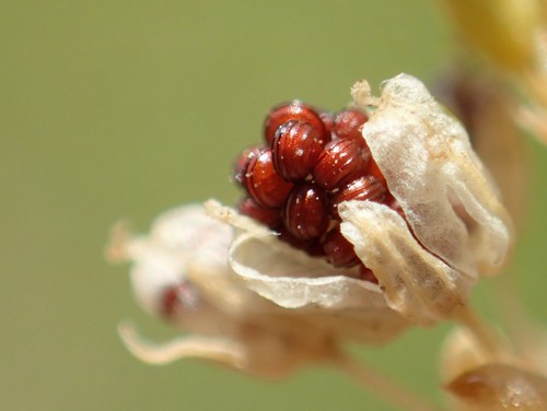 Image of Erect Carpetweed (Trigastrotheca stricta) by no rights reserved