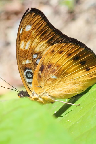 orange-banded plane