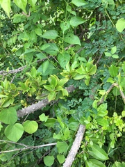 Zanthoxylum schreberi