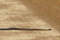 Notechis scutatus occidentalis