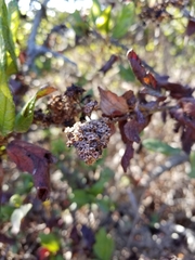 Ceanothus thyrsiflorus griseus