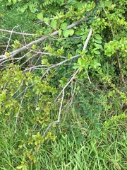 Zanthoxylum schreberi