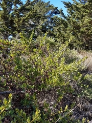 Ceanothus thyrsiflorus griseus