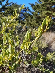 Ceanothus thyrsiflorus griseus