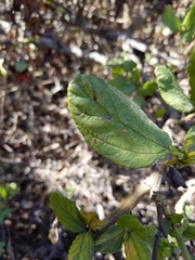 Ceanothus thyrsiflorus griseus