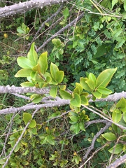 Zanthoxylum schreberi
