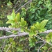 Zanthoxylum monophyllum - Photo 由 Luis Villanueva-Cubero 所上傳的 (c) Luis Villanueva-Cubero，保留部份權利CC BY-NC