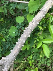 Zanthoxylum schreberi