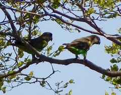 Poicephalus meyeri