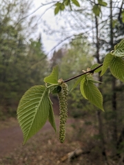 Ostrya virginiana image