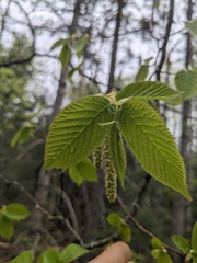 Ostrya virginiana image