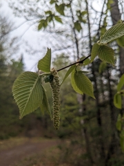 Ostrya virginiana image