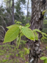 Ostrya virginiana image
