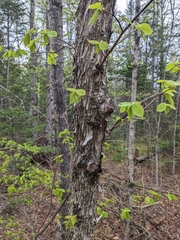 Ostrya virginiana image