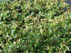 Glinus oppositifolius