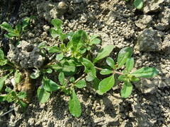 Glinus oppositifolius