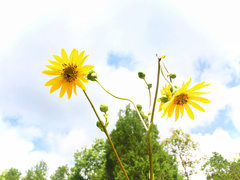 Silphium terebinthinaceum