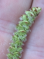 Ostrya virginiana image