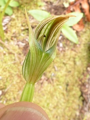Pterostylis irsoniana
