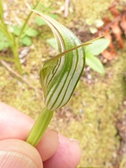 Pterostylis irsoniana