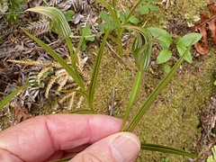 Pterostylis irsoniana