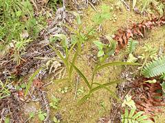 Pterostylis irsoniana