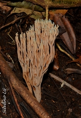 Ramaria cyanocephala image