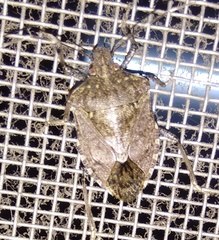 Halyomorpha picus