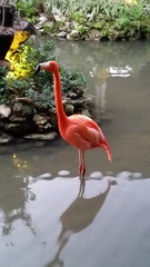 Phoenicopteridae