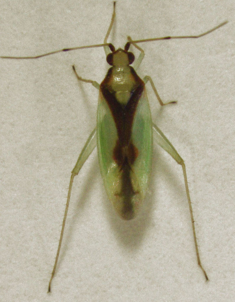 Zanchius ater