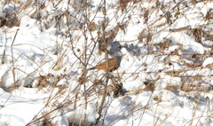 Emberiza godlewskii