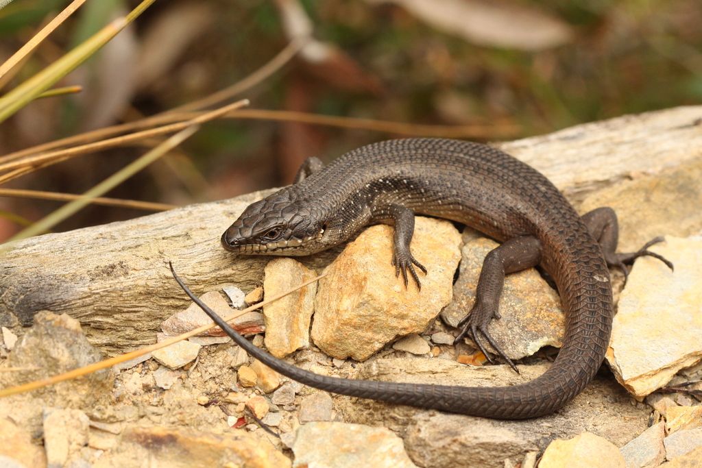 South-Western Crevice Skink