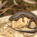 South-western Crevice Skink - Photo (c) rbeunen, some rights reserved (CC BY-NC-SA), uploaded by rbeunen