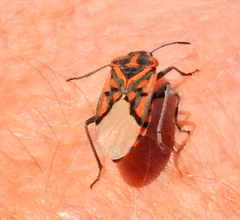 Spilostethus crudelis