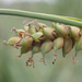 Carex panicea - Photo (c) Thomas,  זכויות יוצרים חלקיות (CC BY), הועלה על ידי Thomas