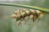 Grass-like Sedge - Photo (c) Thomas, some rights reserved (CC BY), uploaded by Thomas
