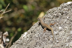 Ctenotus labillardieri