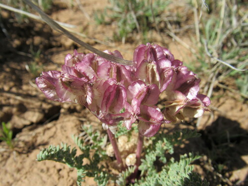 Image of Vesper constancei by (c) Anders Hastings, some rights reserved (CC BY)