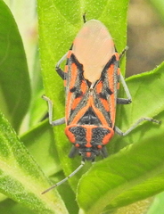 Spilostethus crudelis