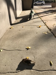 Zonotrichia albicollis