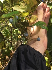 Ampelopsis glandulosa