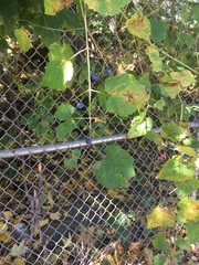 Ampelopsis glandulosa